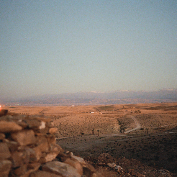 Between dog and wolf